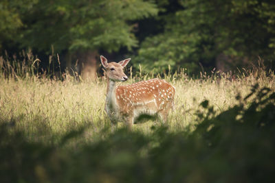 Deer on field