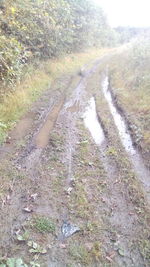 Road amidst trees