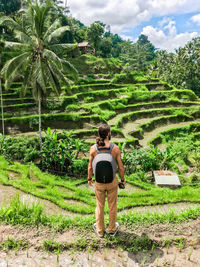 Rear view of man and palm trees on field