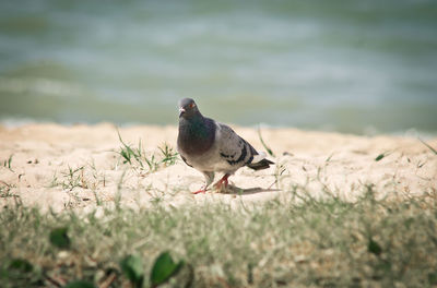 Close-up of bird perching on grass