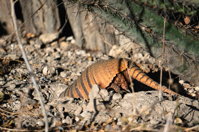 High angle view of an armadillo on field