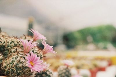 Close-up of pink flowering plants