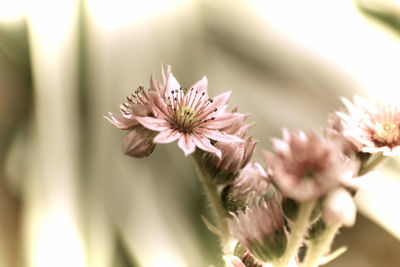 Close-up of pink flowering plant