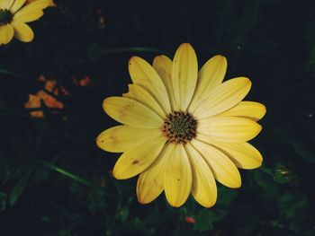 Close-up of yellow flower