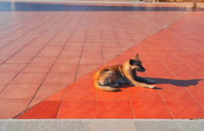 High angle view of a dog on tiled floor