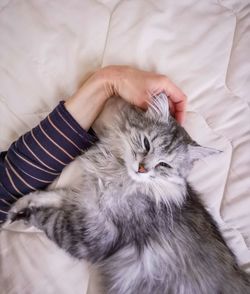 Low angle view of cat relaxing on bed