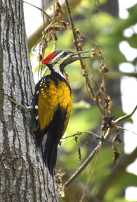 Close-up of a bird perching on tree