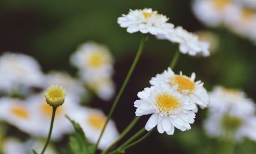 Close-up of white daisy blooming outdoors