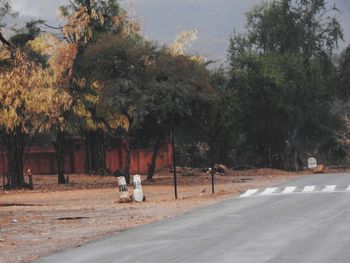 Horse on trees against sky