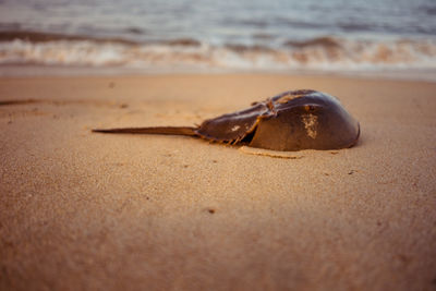 Close-up of shell on sand