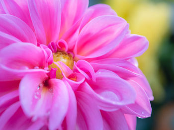 Close-up of pink dahlia