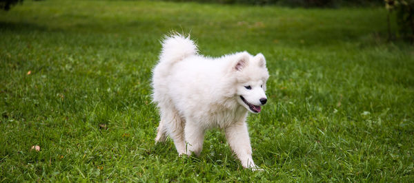 White dog running on field