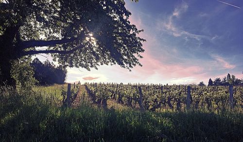 Scenic view of agricultural field against sky