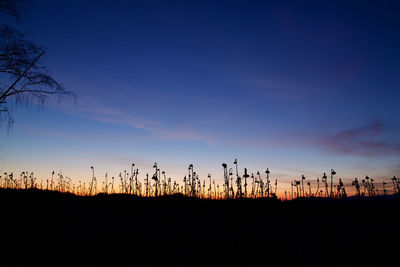 Silhouette plants on field against sky at sunset