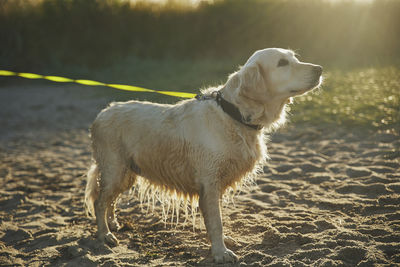 Beautiful golden retriever after swimming in the sea