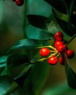 Close-up of red berries on tree