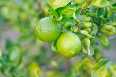 Close-up of fruit growing on tree