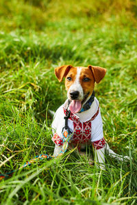 Cute puppy jack russell terrier- a patriot of ukraine