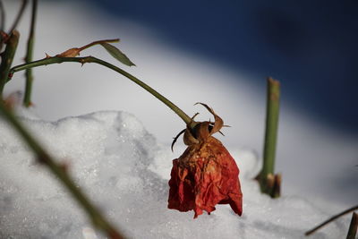 macro photography