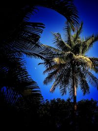 Low angle view of palm trees against blue sky