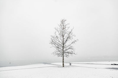 Bare tree on snow covered land against clear sky