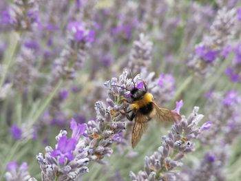 Bee pollinating on flower