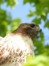 Close-up of a red tailed hawk bird