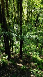 Trees in forest