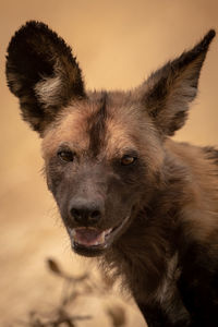 Close-up portrait of hyena