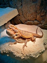 Close-up of lizard on rock