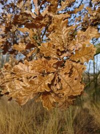 Close-up of autumn leaves on tree