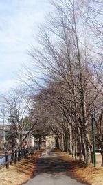 Trees in city against sky