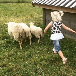 Rear view of girl with blond hair running behind sheep on grassy field in farm