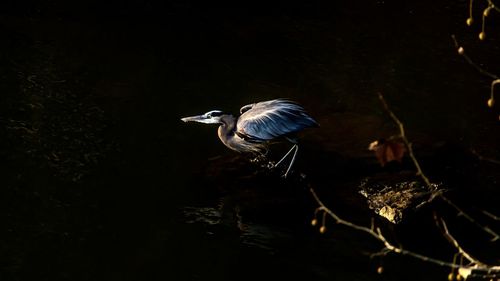 High angle view of duck swimming in lake