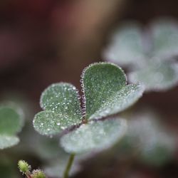 Close-up of wet leaves on plant