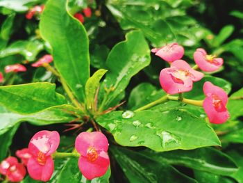 Close-up of pink flowering plant