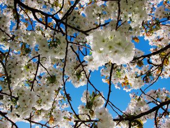 White apple blossoms in spring