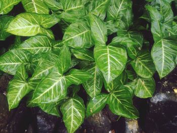 High angle view of fresh green leaves on field