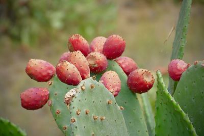 Close-up of prickly pear cactus