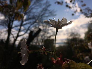 Close-up of flowering plant against sky