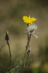 Close-up of yellow flowering plant