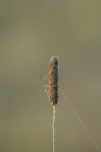 Close-up of insect on plant