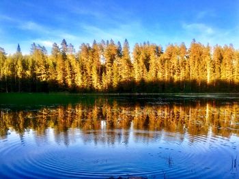 Scenic view of lake against trees in forest