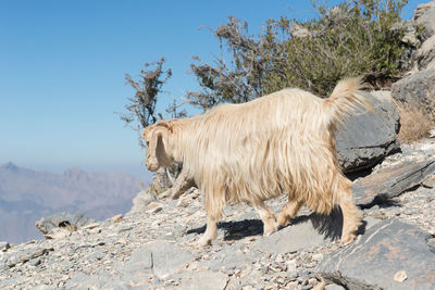 Side view of goat on mountain