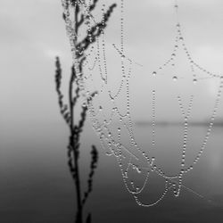 Close-up of wet spider web on plant during rainy season