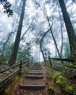 Railroad tracks amidst trees in forest against sky