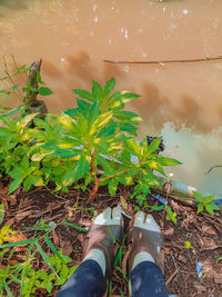 Low section of person standing by plants