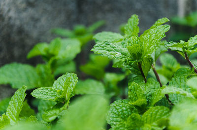 Close-up of fresh green leaves