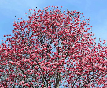 Low angle view of pink flowering tree against sky