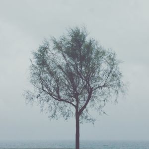 Bare tree on calm countryside sea against clear sky